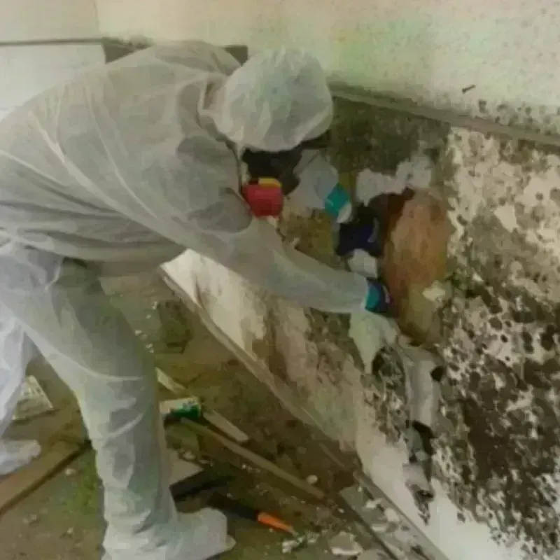 Mold Remediation and Removal in North Chicago, IL